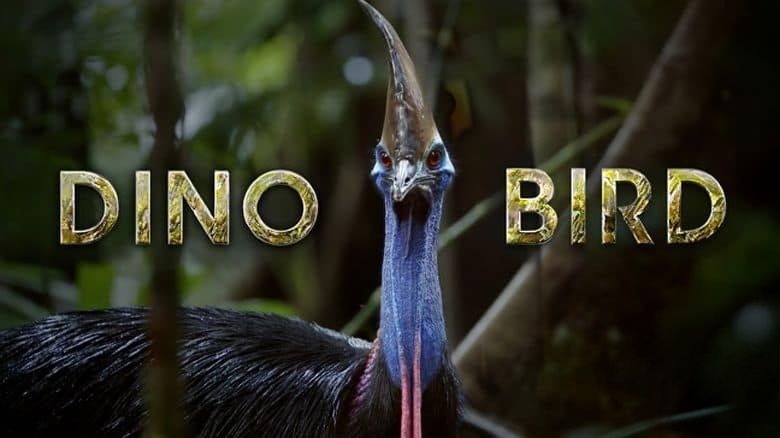 国家地理《恐龙鸟 Dino Bird 2017》英语中英双字 无水印纯净版 1080P/MKV/2.55G 食火鸡插图1 国家地理《恐龙鸟 Dino Bird 2017》英语中英双字 无水印纯净版 1080P/MKV/2.55G 食火鸡插图1