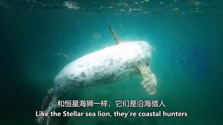 加拿大纪录片《野性太平洋救援 Wild Pacific Rescue 2021》英语中英双字 无水印纯净版 1080P/MKV/3.01G 野生动物救援插图1 加拿大纪录片《野性太平洋救援 Wild Pacific Rescue 2021》英语中英双字 无水印纯净版 1080P/MKV/3.01G 野生动物救援插图1