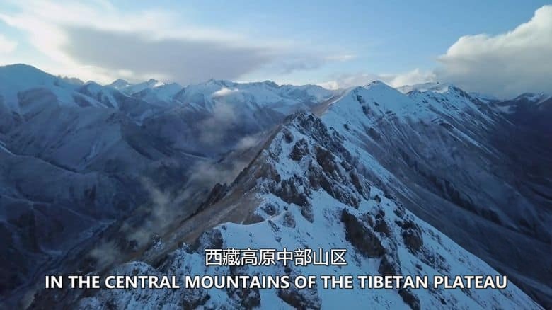 史密森尼频道《雪豹的冰冻王国 Survival of the Snow Leopard 2020》英语中英双字 无水印纯净版 1080P/MKV/4.57G 西藏雪豹插图1 史密森尼频道《雪豹的冰冻王国 Survival of the Snow Leopard 2020》英语中英双字 无水印纯净版 1080P/MKV/4.57G 西藏雪豹插图1