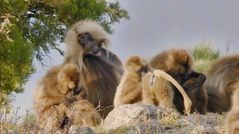 史密森尼频道《灵长王国 Land of Primates 2020》第一季全8集 英语中英双字 无水印纯净版 1080P/MKV/27G 灵长类动物插图1 史密森尼频道《灵长王国 Land of Primates 2020》第一季全8集 英语中英双字 无水印纯净版 1080P/MKV/27G 灵长类动物插图1
