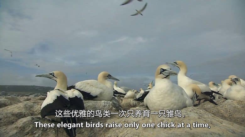 美国纪录片《非洲原始海洋 Africas Primeval Oceans 2012》英语中英双字 无水印纯净版 1080P/MKV/3.86G 非洲海洋插图5 美国纪录片《非洲原始海洋 Africas Primeval Oceans 2012》英语中英双字 无水印纯净版 1080P/MKV/3.86G 非洲海洋插图5