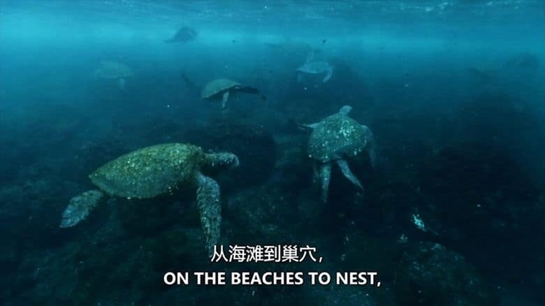 史密森尼频道《巴拿马的动物公路 Panama’s Animal Highway 2017》英语中英双字 无水印纯净版 1080P/MKV/3.62G 动物迁徙保护插图1 史密森尼频道《巴拿马的动物公路 Panama’s Animal Highway 2017》英语中英双字 无水印纯净版 1080P/MKV/3.62G 动物迁徙保护插图1
