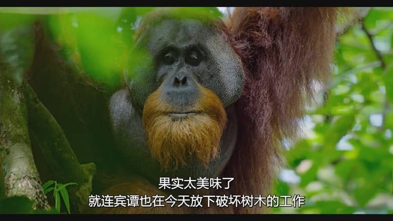 迪士尼纪录片《红毛猩猩 Orangutan 2026》英语多国字幕 无水印纯净版 1080P/MKV/4.59G 红毛猩猩插图5 迪士尼纪录片《红毛猩猩 Orangutan 2026》英语多国字幕 无水印纯净版 1080P/MKV/4.59G 红毛猩猩插图5