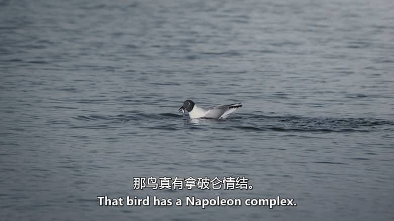加拿大纪录片《鸟类命名 Bird Names 2026》英语中英双字 无水印纯净版 1080P/MKV/972M 鸟名风云插图2