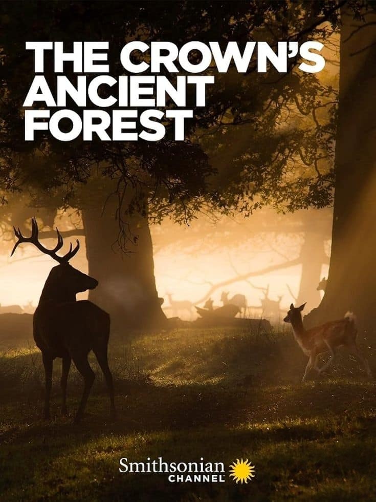 史密森尼频道《皇室的古老森林 The Crown’s Ancient Forest 2021》英语中英双字 无水印纯净版 1080P/MKV/3.04G 生态多样性插图 史密森尼频道《皇室的古老森林 The Crown’s Ancient Forest 2021》英语中英双字 无水印纯净版 1080P/MKV/3.04G 生态多样性插图