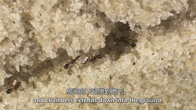 美国纪录片《红火蚁:无敌军队 Fire Ants: The Invincible Army 2012》英语中英双字 无水印纯净版 1080P/MKV/3.49G 红火蚁入侵插图1 美国纪录片《红火蚁:无敌军队 Fire Ants: The Invincible Army 2012》英语中英双字 无水印纯净版 1080P/MKV/3.49G 红火蚁入侵插图1