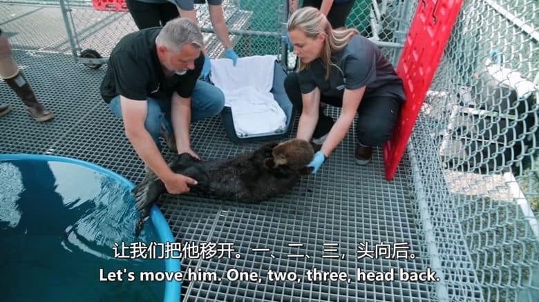 加拿大纪录片《野性太平洋救援 Wild Pacific Rescue 2021》英语中英双字 无水印纯净版 1080P/MKV/3.01G 野生动物救援插图5 加拿大纪录片《野性太平洋救援 Wild Pacific Rescue 2021》英语中英双字 无水印纯净版 1080P/MKV/3.01G 野生动物救援插图5