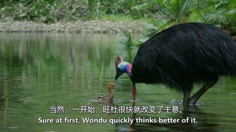 国家地理《恐龙鸟 Dino Bird 2017》英语中英双字 无水印纯净版 1080P/MKV/2.55G 食火鸡插图2 国家地理《恐龙鸟 Dino Bird 2017》英语中英双字 无水印纯净版 1080P/MKV/2.55G 食火鸡插图2