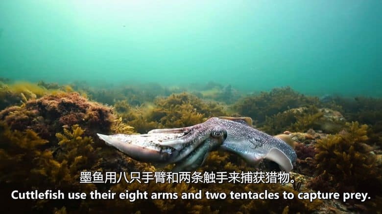 美国纪录片《荒野刺客 Wild Assassins 2023》第一季全8集 英语中英双字 无水印纯净版 1080P/MKV/20.9G 动物超能力插图6 美国纪录片《荒野刺客 Wild Assassins 2023》第一季全8集 英语中英双字 无水印纯净版 1080P/MKV/20.9G 动物超能力插图6