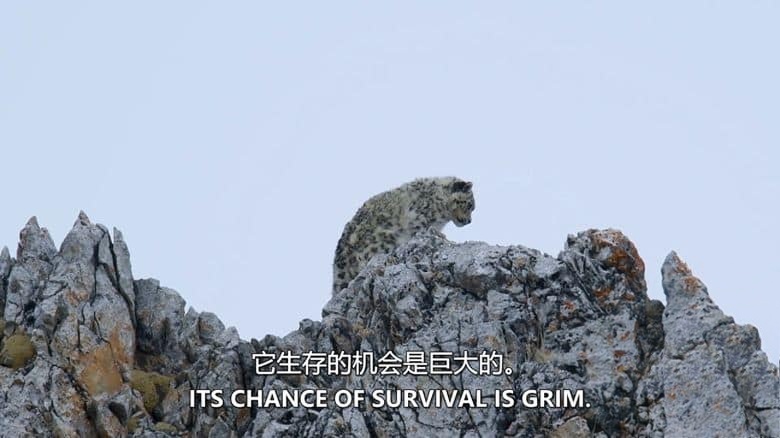 史密森尼频道《雪豹的冰冻王国 Survival of the Snow Leopard 2020》英语中英双字 无水印纯净版 1080P/MKV/4.57G 西藏雪豹插图4 史密森尼频道《雪豹的冰冻王国 Survival of the Snow Leopard 2020》英语中英双字 无水印纯净版 1080P/MKV/4.57G 西藏雪豹插图4