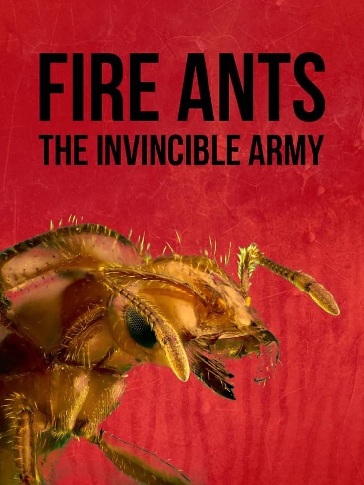 美国纪录片《红火蚁:无敌军队 Fire Ants: The Invincible Army 2012》英语中英双字 无水印纯净版 1080P/MKV/3.49G 红火蚁入侵插图 美国纪录片《红火蚁:无敌军队 Fire Ants: The Invincible Army 2012》英语中英双字 无水印纯净版 1080P/MKV/3.49G 红火蚁入侵插图