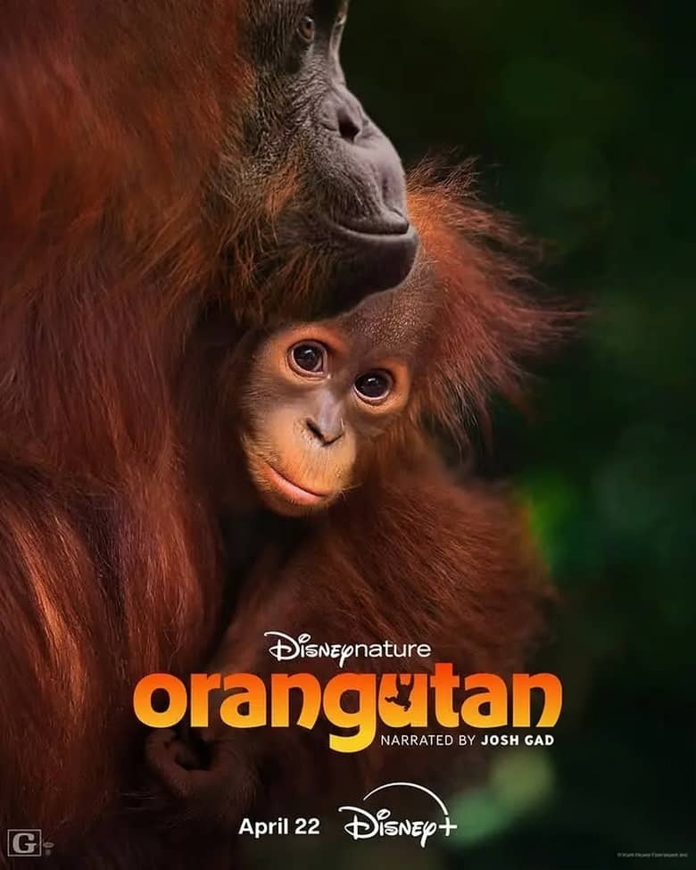 迪士尼纪录片《红毛猩猩 Orangutan 2026》英语多国字幕 无水印纯净版 1080P/MKV/4.59G 红毛猩猩插图 迪士尼纪录片《红毛猩猩 Orangutan 2026》英语多国字幕 无水印纯净版 1080P/MKV/4.59G 红毛猩猩插图