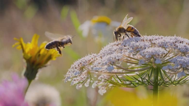 国家地理《蜜蜂的秘密 Secrets of the Bees 2026》全2集 英语多国字幕 无水印纯净版 1080P/MKV/4.7G 蜜蜂之谜插图7