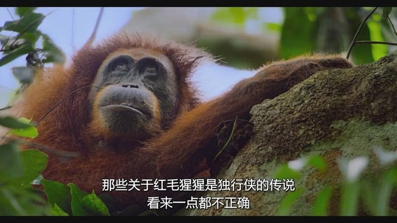 迪士尼纪录片《红毛猩猩 Orangutan 2026》英语多国字幕 无水印纯净版 1080P/MKV/4.59G 红毛猩猩插图3 迪士尼纪录片《红毛猩猩 Orangutan 2026》英语多国字幕 无水印纯净版 1080P/MKV/4.59G 红毛猩猩插图3