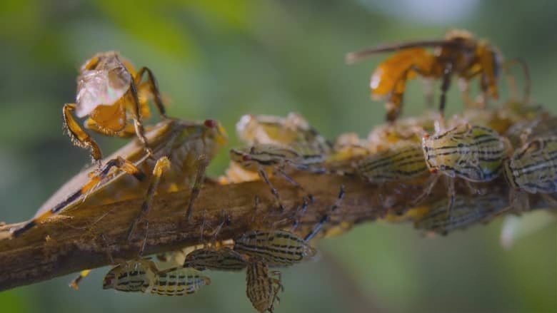 国家地理《蜜蜂的秘密 Secrets of the Bees 2026》全2集 英语多国字幕 无水印纯净版 1080P/MKV/4.7G 蜜蜂之谜插图5