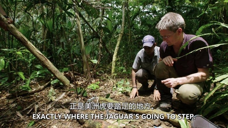 史密森尼频道《巴拿马的动物公路 Panama’s Animal Highway 2017》英语中英双字 无水印纯净版 1080P/MKV/3.62G 动物迁徙保护插图5 史密森尼频道《巴拿马的动物公路 Panama’s Animal Highway 2017》英语中英双字 无水印纯净版 1080P/MKV/3.62G 动物迁徙保护插图5