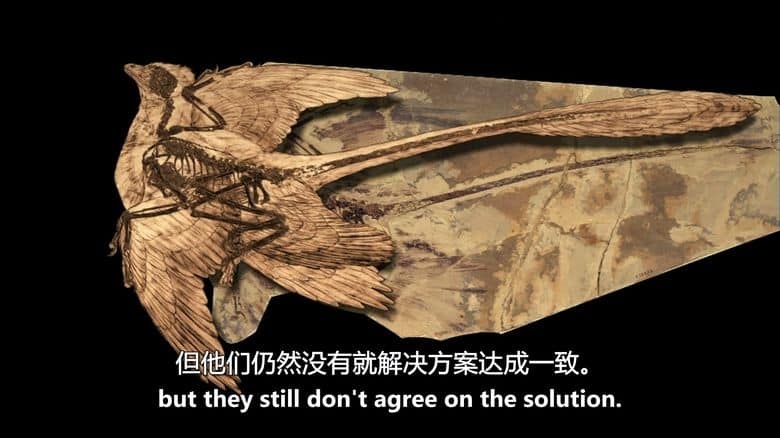 PBS纪录片《四翼恐龙 The Four-Winged Dinosaur 2008》英语中英双字 无水印纯净版 1080P/MKV/3.69G 恐龙纪录片插图2 PBS纪录片《四翼恐龙 The Four-Winged Dinosaur 2008》英语中英双字 无水印纯净版 1080P/MKV/3.69G 恐龙纪录片插图2