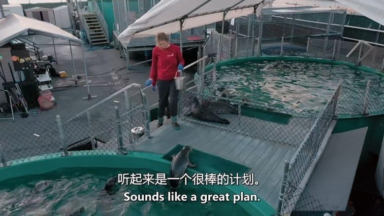 加拿大纪录片《野性太平洋救援 Wild Pacific Rescue 2021》英语中英双字 无水印纯净版 1080P/MKV/3.01G 野生动物救援插图3 加拿大纪录片《野性太平洋救援 Wild Pacific Rescue 2021》英语中英双字 无水印纯净版 1080P/MKV/3.01G 野生动物救援插图3