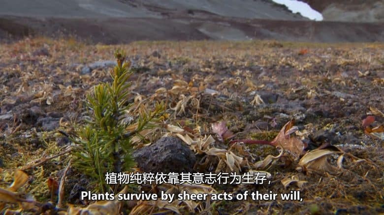 美国纪录片《灰冰中的生命 Life From Ash Ice 2013》英语中英双字 无水印纯净版 1080P/MKV/2.29G 冰川下的火山生命插图4 美国纪录片《灰冰中的生命 Life From Ash Ice 2013》英语中英双字 无水印纯净版 1080P/MKV/2.29G 冰川下的火山生命插图4