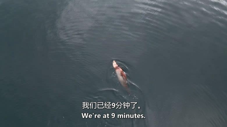 加拿大纪录片《野性太平洋救援 Wild Pacific Rescue 2021》英语中英双字 无水印纯净版 1080P/MKV/3.01G 野生动物救援插图4 加拿大纪录片《野性太平洋救援 Wild Pacific Rescue 2021》英语中英双字 无水印纯净版 1080P/MKV/3.01G 野生动物救援插图4