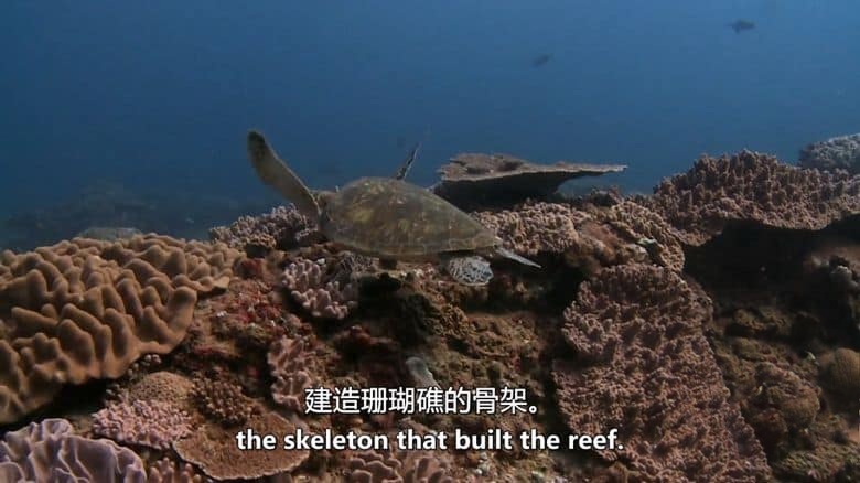 美国纪录片《非洲原始海洋 Africas Primeval Oceans 2012》英语中英双字 无水印纯净版 1080P/MKV/3.86G 非洲海洋插图2 美国纪录片《非洲原始海洋 Africas Primeval Oceans 2012》英语中英双字 无水印纯净版 1080P/MKV/3.86G 非洲海洋插图2