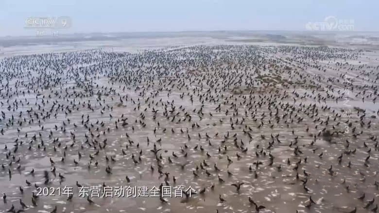 央视纪录片《大河之洲 Life at the Yellow River Delta 2024》全3集 国语中字 720P/MP4/2.09G 黄河生态保护插图5 央视纪录片《大河之洲 Life at the Yellow River Delta 2024》全3集 国语中字 720P/MP4/2.09G 黄河生态保护插图5