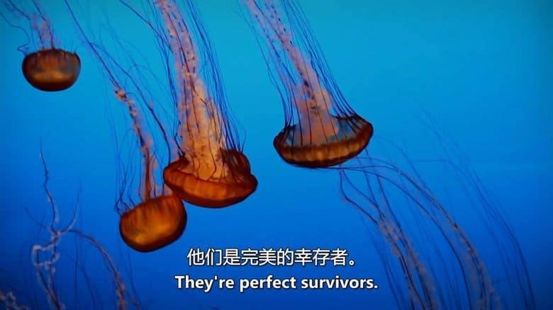 美国纪录片《侵扰:与入侵物种作斗争 Infestation:The Fight Against Invasive Species 2013》全4集 英语中英双字 无水印纯净版 1080P/MKV/12.7G 入侵物种插图2 美国纪录片《侵扰:与入侵物种作斗争 Infestation:The Fight Against Invasive Species 2013》全4集 英语中英双字 无水印纯净版 1080P/MKV/12.7G 入侵物种插图2