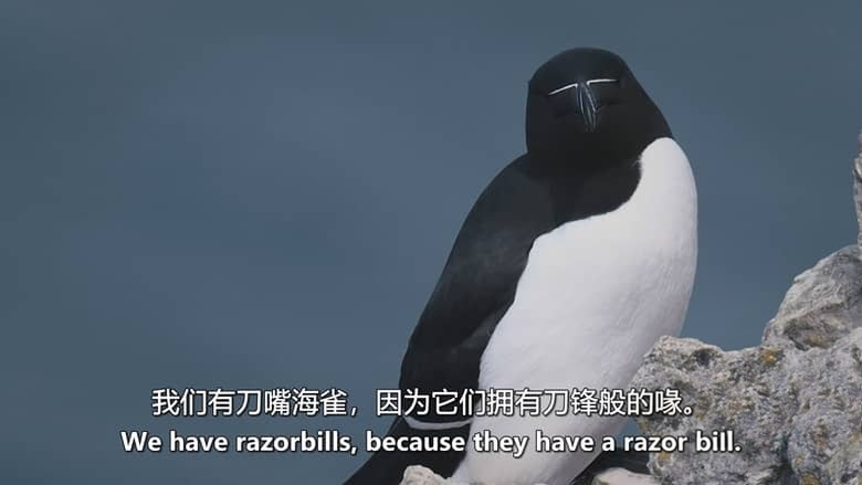 加拿大纪录片《鸟类命名 Bird Names 2026》英语中英双字 无水印纯净版 1080P/MKV/972M 鸟名风云插图5