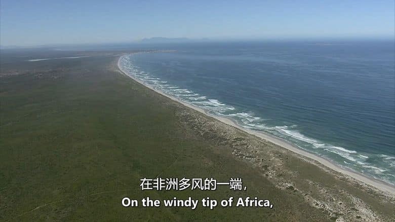 美国纪录片《黑鹞的秘密生活 Secret Life of the Circler 2013》英语中英双字 无水印纯净版 1080P/MKV/4.18G 非洲黑鹞插图1 美国纪录片《黑鹞的秘密生活 Secret Life of the Circler 2013》英语中英双字 无水印纯净版 1080P/MKV/4.18G 非洲黑鹞插图1
