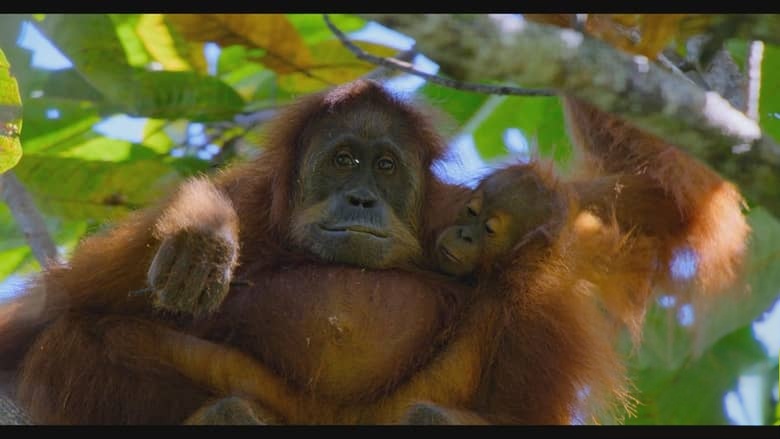 迪士尼纪录片《红毛猩猩 Orangutan 2026》英语多国字幕 无水印纯净版 1080P/MKV/4.59G 红毛猩猩插图4 迪士尼纪录片《红毛猩猩 Orangutan 2026》英语多国字幕 无水印纯净版 1080P/MKV/4.59G 红毛猩猩插图4