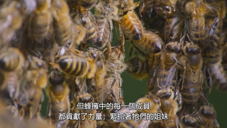 国家地理《蜜蜂的秘密 Secrets of the Bees 2026》全2集 英语多国字幕 无水印纯净版 1080P/MKV/4.7G 蜜蜂之谜插图6