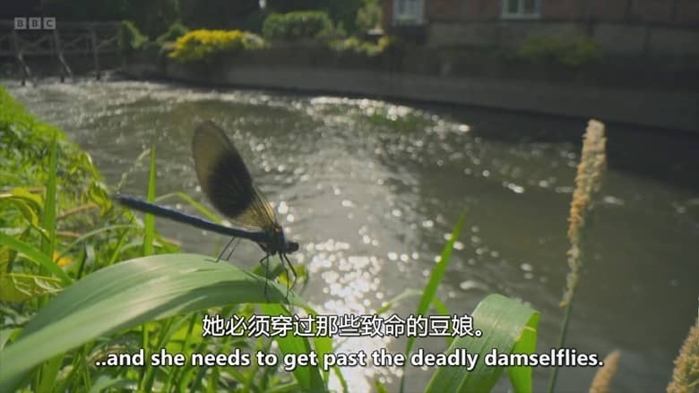 BBC纪录片《秘密花园 Secret Garden 2026》全5集 英语中英双字 无水印纯净版 1080P/MKV/4.24G 英国花园插图4 BBC纪录片《秘密花园 Secret Garden 2026》全5集 英语中英双字 无水印纯净版 1080P/MKV/4.24G 英国花园插图4
