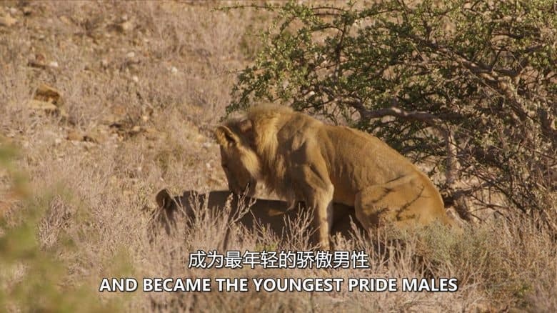 美国纪录片《沙漠狮王 King of the Desert Lions 2018》英语中英双字 无水印纯净版 1080P/MKV/2.71G 沙漠狮王插图2