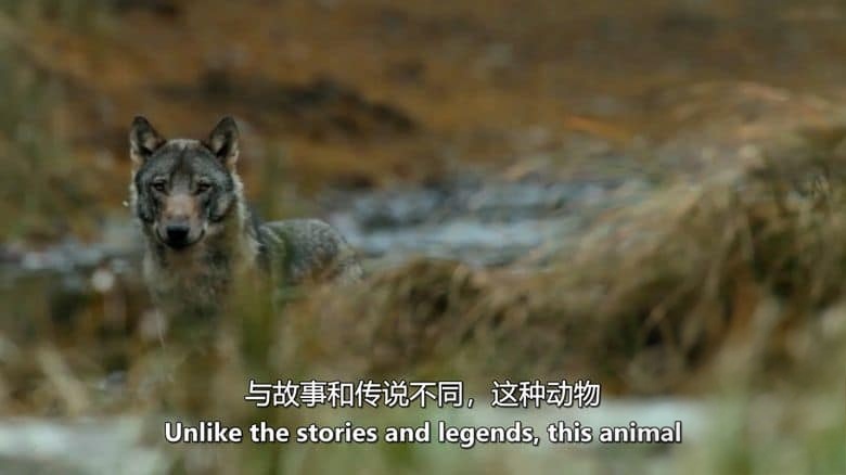美国纪录片《狼:海洋哺乳动物 The Wolf:Marine Mammal 2015》英语中英双字 无水印纯净版 1080P/MKV/3.04G 进化中的狼插图3 美国纪录片《狼:海洋哺乳动物 The Wolf:Marine Mammal 2015》英语中英双字 无水印纯净版 1080P/MKV/3.04G 进化中的狼插图3