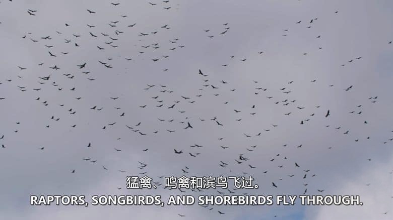 史密森尼频道《巴拿马的动物公路 Panama’s Animal Highway 2017》英语中英双字 无水印纯净版 1080P/MKV/3.62G 动物迁徙保护插图2 史密森尼频道《巴拿马的动物公路 Panama’s Animal Highway 2017》英语中英双字 无水印纯净版 1080P/MKV/3.62G 动物迁徙保护插图2