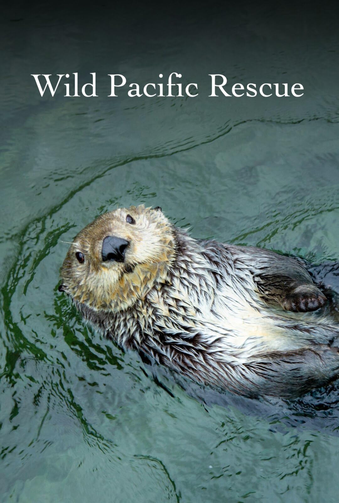 加拿大纪录片《野性太平洋救援 Wild Pacific Rescue 2021》英语中英双字 无水印纯净版 1080P/MKV/3.01G 野生动物救援插图 加拿大纪录片《野性太平洋救援 Wild Pacific Rescue 2021》英语中英双字 无水印纯净版 1080P/MKV/3.01G 野生动物救援插图