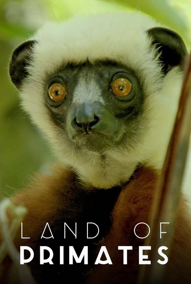 史密森尼频道《灵长王国 Land of Primates 2020》第一季全8集 英语中英双字 无水印纯净版 1080P/MKV/27G 灵长类动物插图 史密森尼频道《灵长王国 Land of Primates 2020》第一季全8集 英语中英双字 无水印纯净版 1080P/MKV/27G 灵长类动物插图