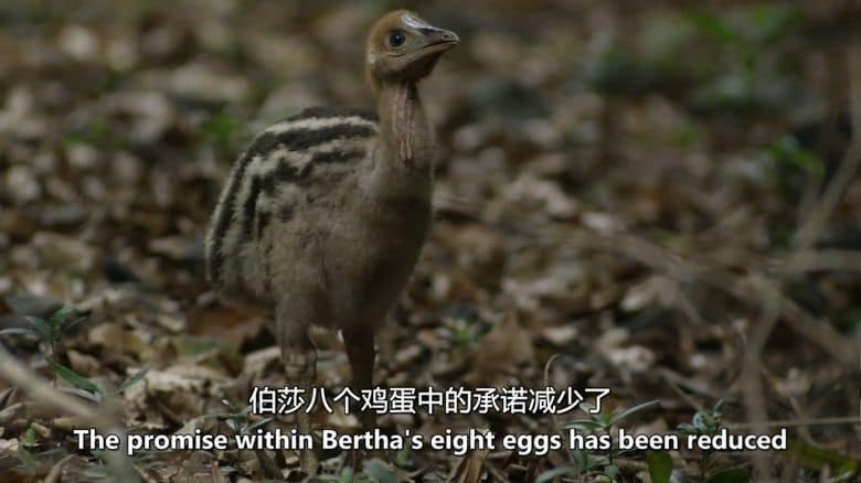 国家地理《恐龙鸟 Dino Bird 2017》英语中英双字 无水印纯净版 1080P/MKV/2.55G 食火鸡插图5 国家地理《恐龙鸟 Dino Bird 2017》英语中英双字 无水印纯净版 1080P/MKV/2.55G 食火鸡插图5