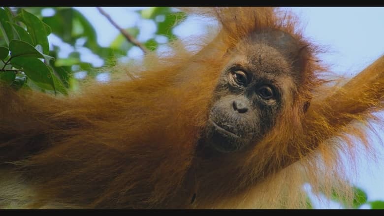 迪士尼纪录片《红毛猩猩 Orangutan 2026》英语多国字幕 无水印纯净版 1080P/MKV/4.59G 红毛猩猩插图6 迪士尼纪录片《红毛猩猩 Orangutan 2026》英语多国字幕 无水印纯净版 1080P/MKV/4.59G 红毛猩猩插图6
