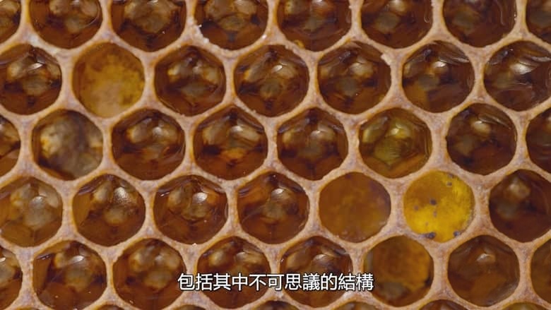 国家地理《蜜蜂的秘密 Secrets of the Bees 2026》全2集 英语多国字幕 无水印纯净版 1080P/MKV/4.7G 蜜蜂之谜插图2