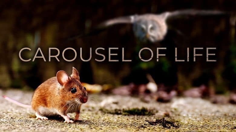 美国纪录片《生命的旋转木马 Carousel of Life》英语中英双字 无水印纯净版 1080P/MKV/5.04G 果园生态系统插图1 美国纪录片《生命的旋转木马 Carousel of Life》英语中英双字 无水印纯净版 1080P/MKV/5.04G 果园生态系统插图1