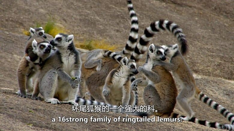 史密森尼频道《灵长王国 Land of Primates 2020》第一季全8集 英语中英双字 无水印纯净版 1080P/MKV/27G 灵长类动物插图3 史密森尼频道《灵长王国 Land of Primates 2020》第一季全8集 英语中英双字 无水印纯净版 1080P/MKV/27G 灵长类动物插图3