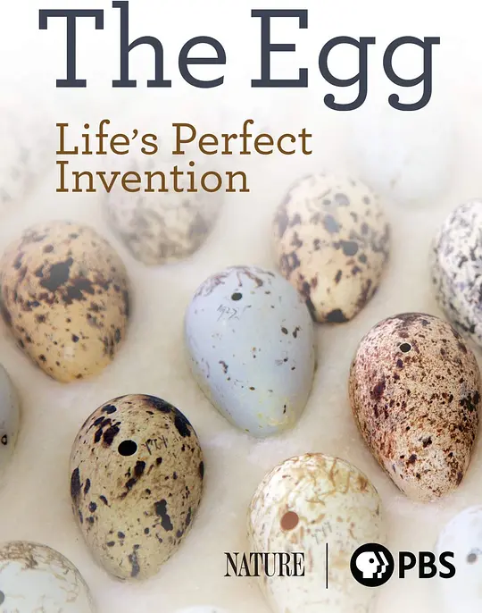 PBS纪录片《蛋：大自然的完美发明 The Egg: Life’s Perfect Invention 2019》英语中英双字 无水印纯净版 1080P/MKV/2.3G 卵生揭秘插图
