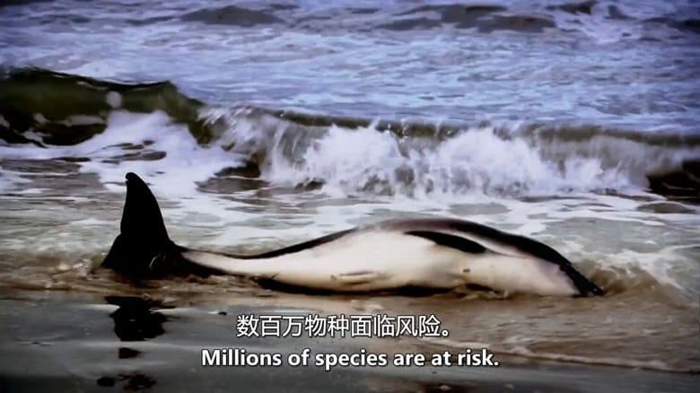 美国纪录片《侵扰:与入侵物种作斗争 Infestation:The Fight Against Invasive Species 2013》全4集 英语中英双字 无水印纯净版 1080P/MKV/12.7G 入侵物种插图4 美国纪录片《侵扰:与入侵物种作斗争 Infestation:The Fight Against Invasive Species 2013》全4集 英语中英双字 无水印纯净版 1080P/MKV/12.7G 入侵物种插图4