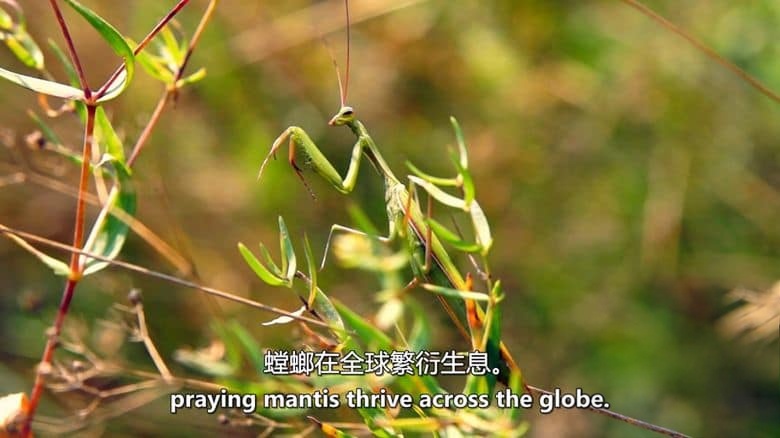 美国纪录片《荒野刺客 Wild Assassins 2023》第一季全8集 英语中英双字 无水印纯净版 1080P/MKV/20.9G 动物超能力插图3 美国纪录片《荒野刺客 Wild Assassins 2023》第一季全8集 英语中英双字 无水印纯净版 1080P/MKV/20.9G 动物超能力插图3