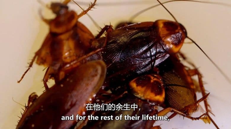 美国纪录片《侵扰:与入侵物种作斗争 Infestation:The Fight Against Invasive Species 2013》全4集 英语中英双字 无水印纯净版 1080P/MKV/12.7G 入侵物种插图5 美国纪录片《侵扰:与入侵物种作斗争 Infestation:The Fight Against Invasive Species 2013》全4集 英语中英双字 无水印纯净版 1080P/MKV/12.7G 入侵物种插图5