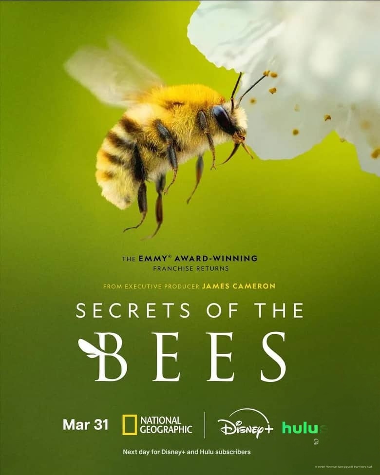 国家地理《蜜蜂的秘密 Secrets of the Bees 2026》全2集 英语多国字幕 无水印纯净版 1080P/MKV/4.7G 蜜蜂之谜插图