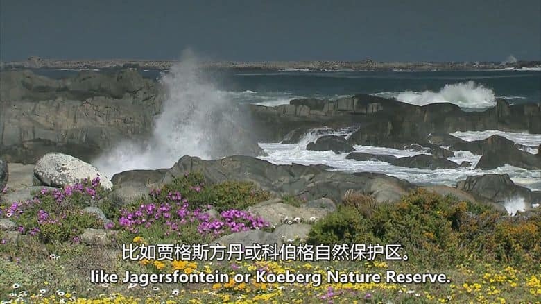 美国纪录片《黑鹞的秘密生活 Secret Life of the Circler 2013》英语中英双字 无水印纯净版 1080P/MKV/4.18G 非洲黑鹞插图3 美国纪录片《黑鹞的秘密生活 Secret Life of the Circler 2013》英语中英双字 无水印纯净版 1080P/MKV/4.18G 非洲黑鹞插图3