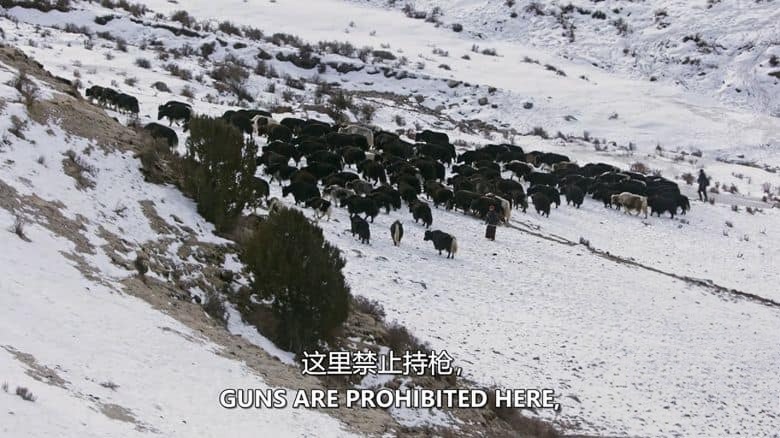 史密森尼频道《雪豹的冰冻王国 Survival of the Snow Leopard 2020》英语中英双字 无水印纯净版 1080P/MKV/4.57G 西藏雪豹插图2 史密森尼频道《雪豹的冰冻王国 Survival of the Snow Leopard 2020》英语中英双字 无水印纯净版 1080P/MKV/4.57G 西藏雪豹插图2