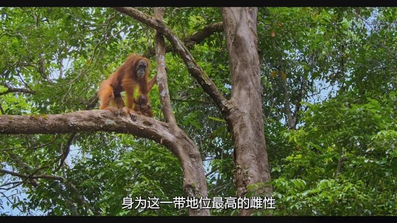 迪士尼纪录片《红毛猩猩 Orangutan 2026》英语多国字幕 无水印纯净版 1080P/MKV/4.59G 红毛猩猩插图2 迪士尼纪录片《红毛猩猩 Orangutan 2026》英语多国字幕 无水印纯净版 1080P/MKV/4.59G 红毛猩猩插图2